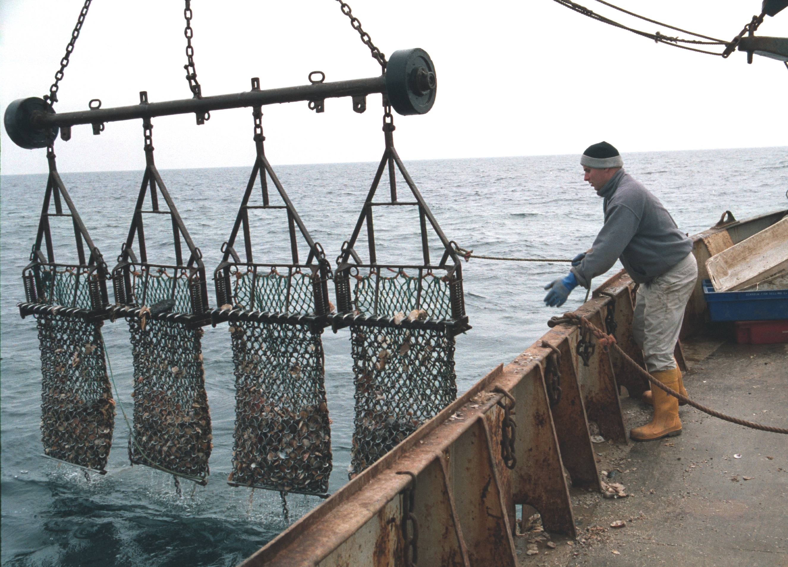Image: Newhaven dredges used to catch king scallops in the UK (credit: Bryce Stewart)